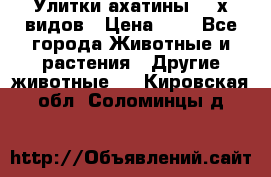 Улитки ахатины  2-х видов › Цена ­ 0 - Все города Животные и растения » Другие животные   . Кировская обл.,Соломинцы д.